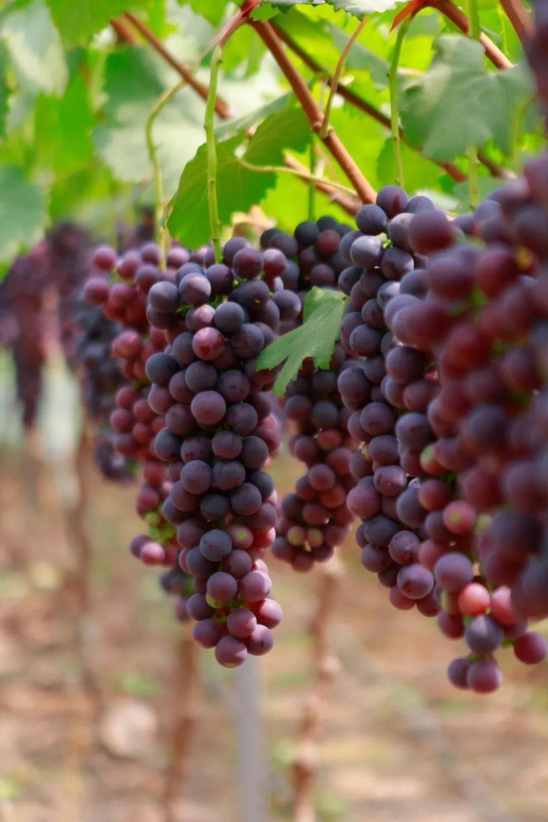 高甜预警!简阳这里的夏黑葡萄熟啦