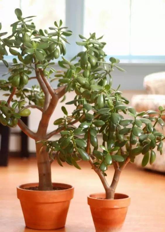 多肉植物,养不好大岩桐都没有关系,因为我们可以养一颗小小的玉树盆栽