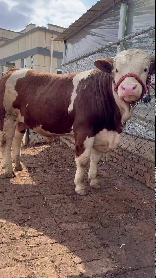 两道杠大种公牛,1200斤!喜欢来改良黄牛