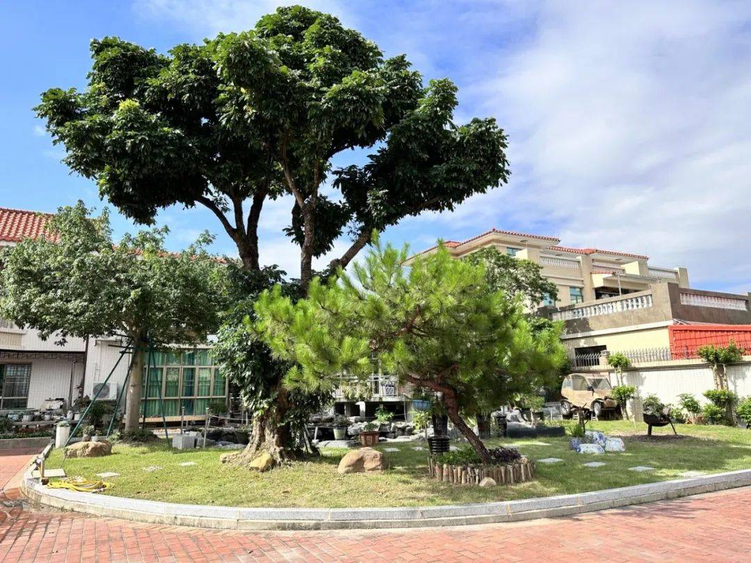 "美丽庭院"接力"晒"丨小庭院里的"诗和远方"