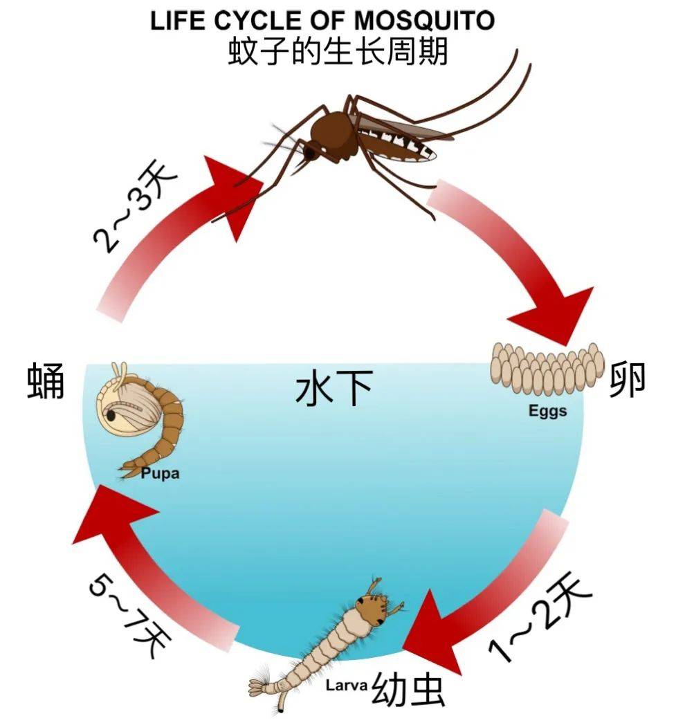 比阳了还难受,罪魁祸首是蚊子