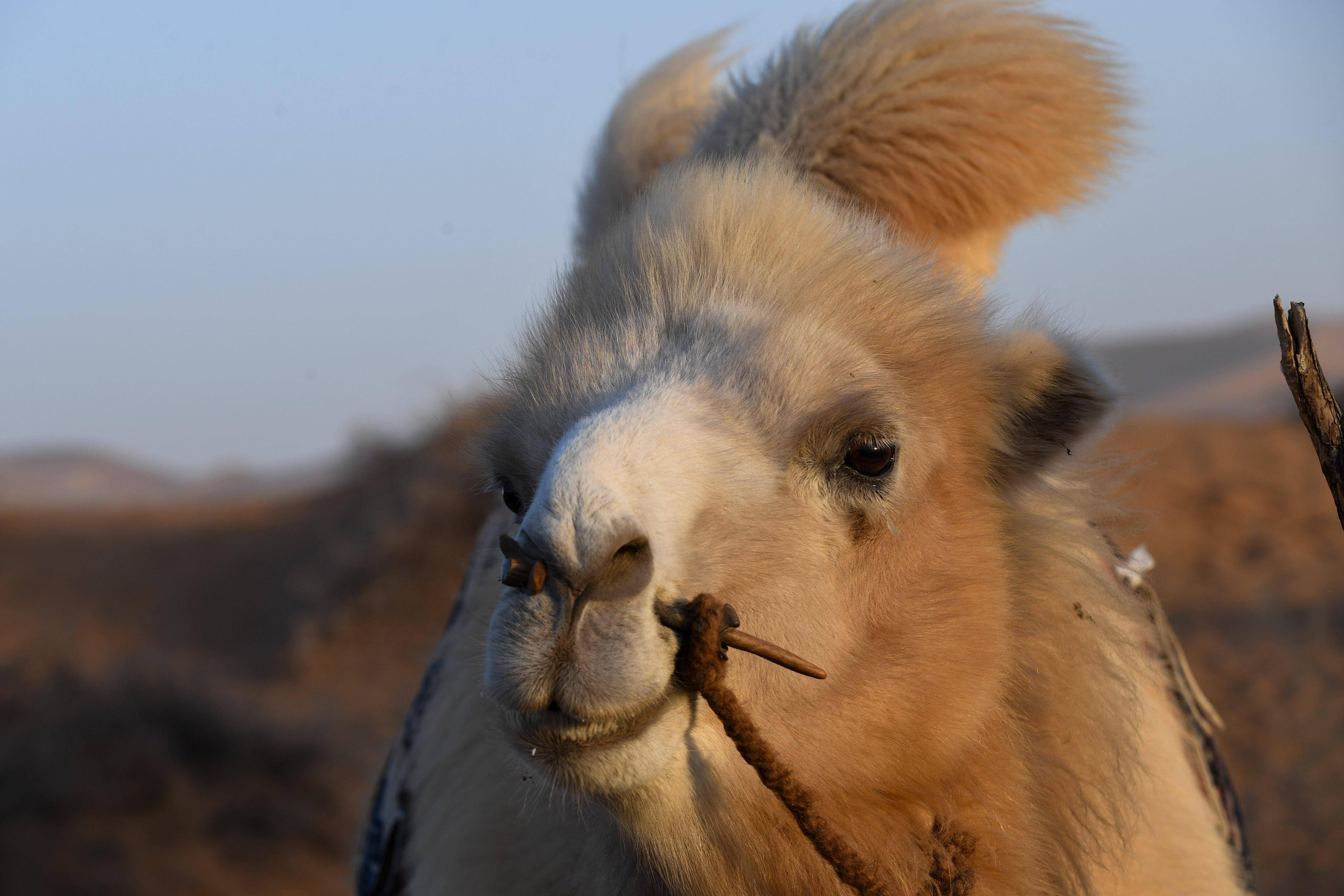 原来看似性情温和的骆驼这么可怕,又学到一个保命知识!