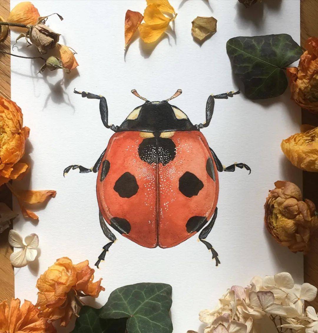 最近开始发现甲壳虫们的颜值~水彩小昆虫也太美了!