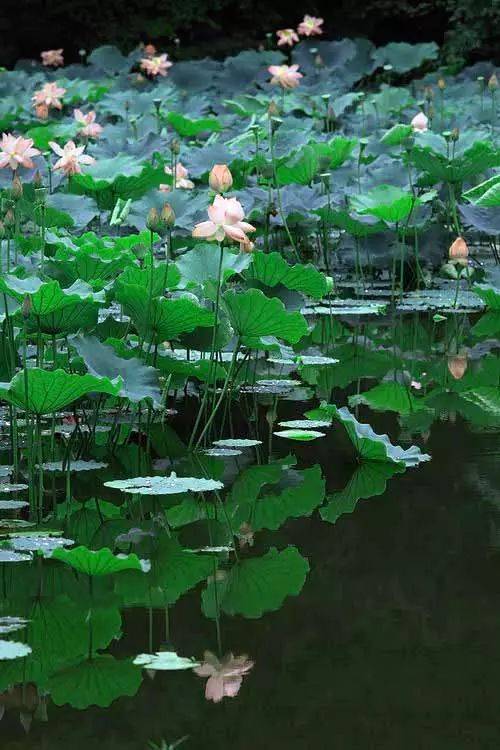 工笔素材:一组美丽的荷花!
