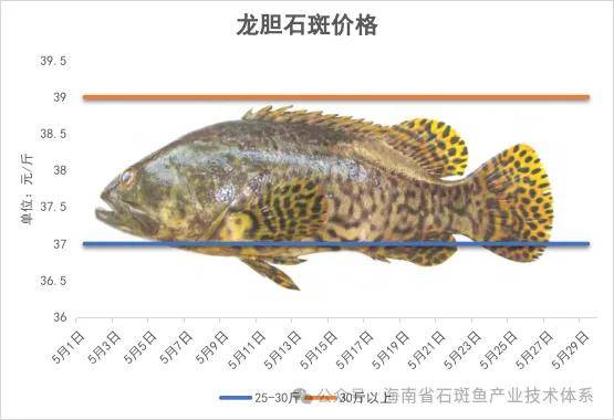 龙胆石斑鱼01海南石斑鱼主要养殖品种价格情况7878受到供需关系