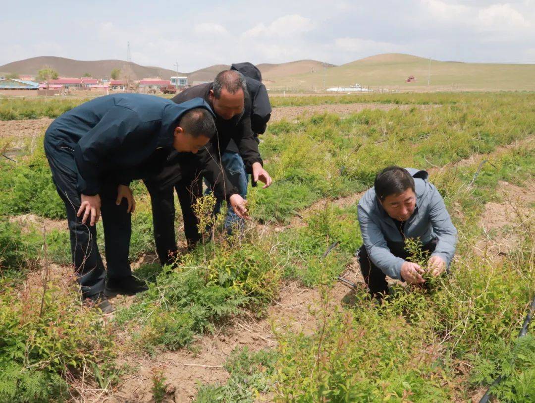 旗政协赴骆驼山镇开展庭院经济和三北工程建设,荒漠化综合防治专题