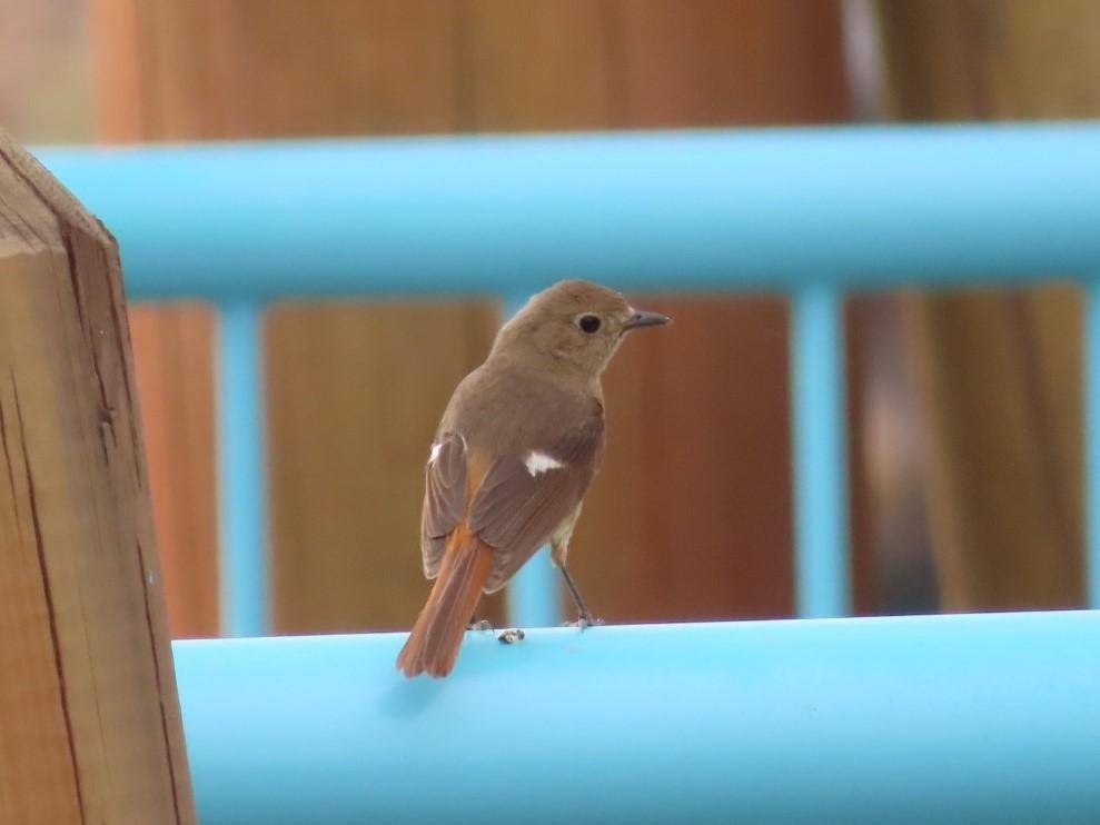 环球度假区内观测到国家一级保护动物黄胸鹀来百度app畅享高清图片