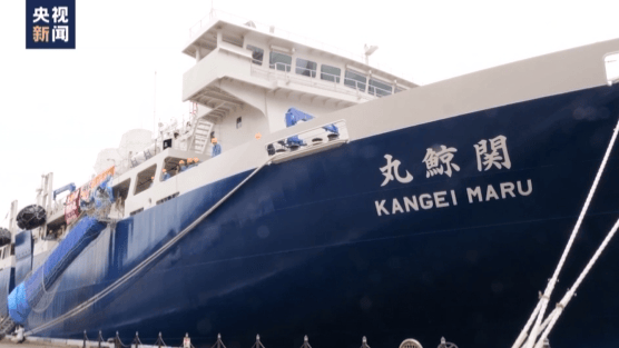 计划年底前捕获200头鲸日本新捕鲸船关鲸丸号首航鲸作为海洋食物链