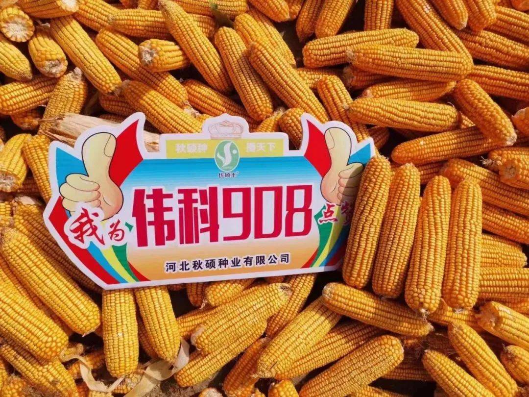 908玉米简介图片