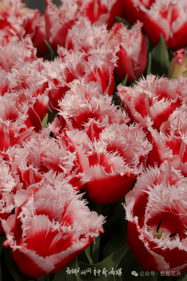 近50个春日郁金香品种图鉴,每一棵都美!翻!天!_cm_花瓣_水印
