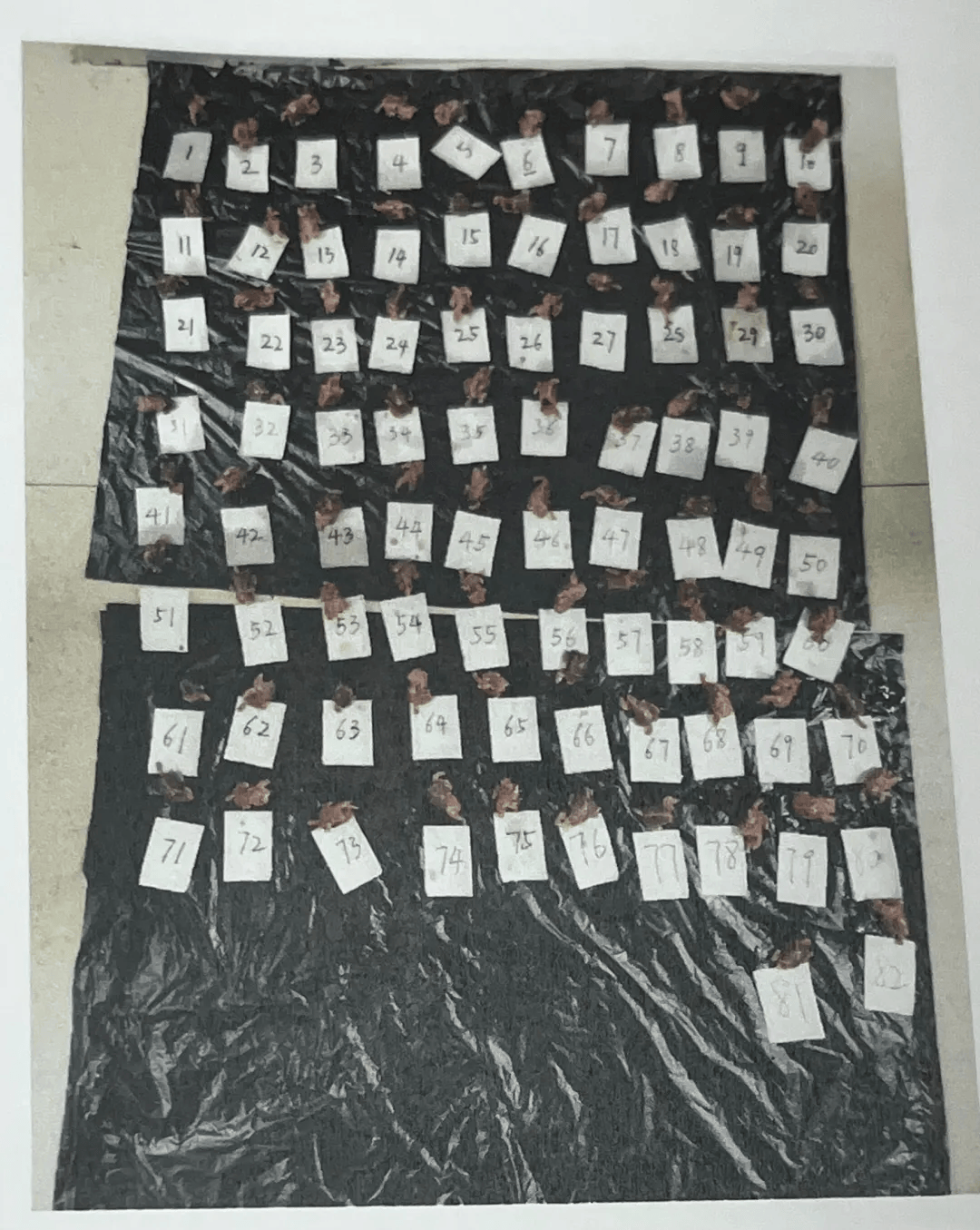 北京一男子用弹弓打了82只"家巧儿",结果获刑7个月