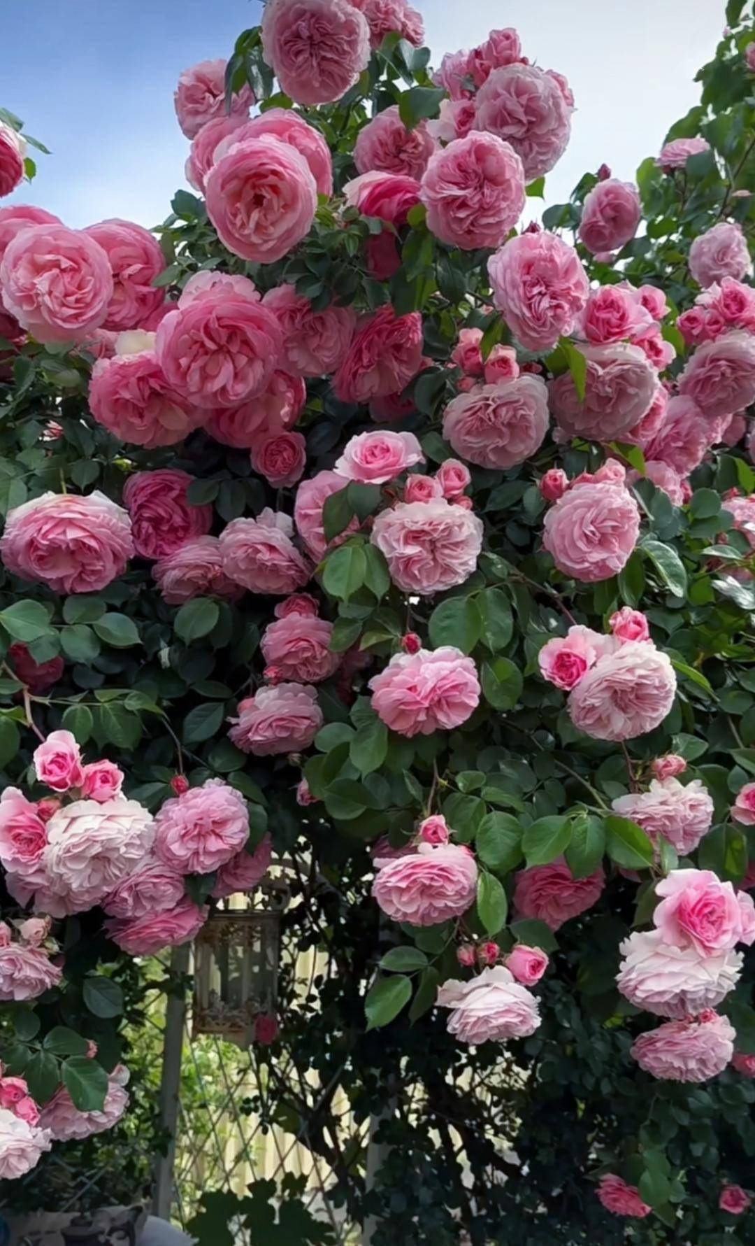 众多月季中,开花量最震撼的是这株英式大藤本月季,两米的高度,开花几