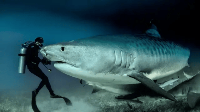 拯救鲨鱼的思维导图图片