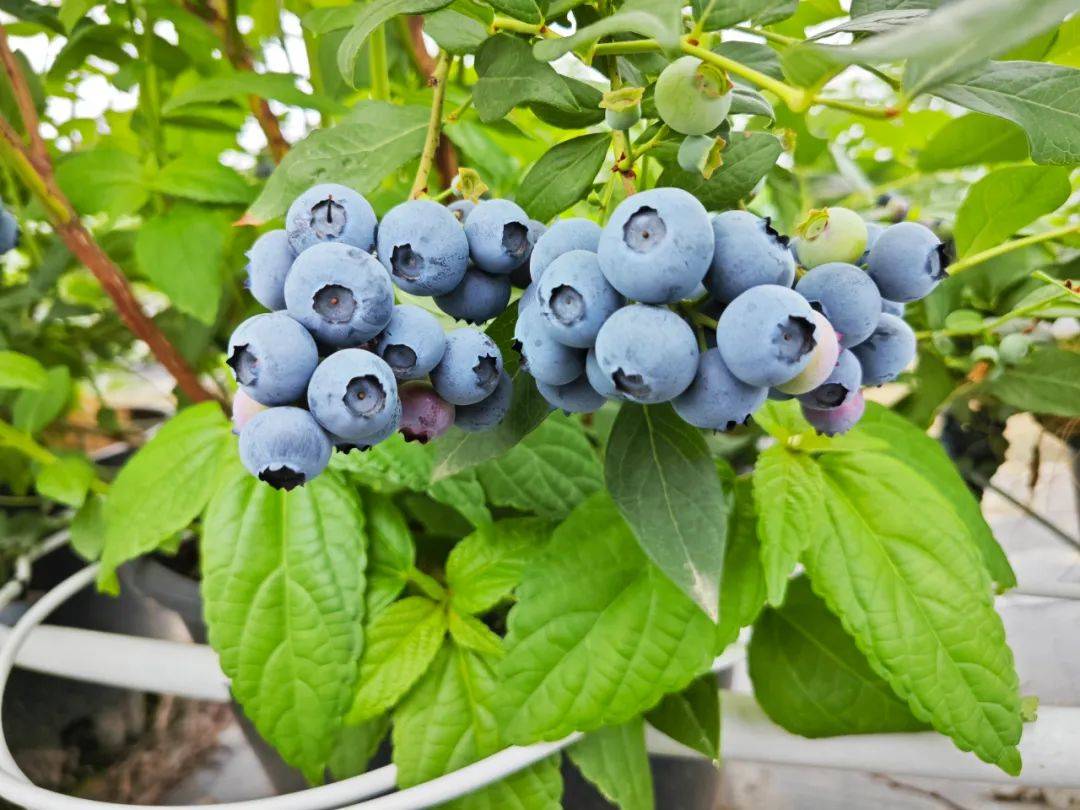 蓝莓生活节来啦,唤醒你的松弛感!