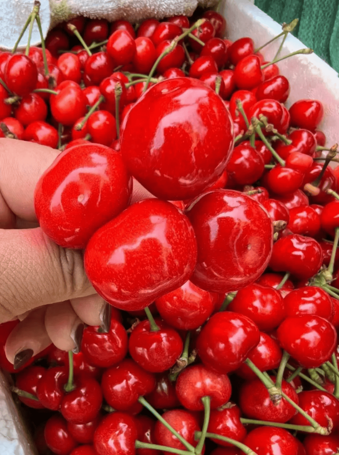 长寿之乡山东文登:『2024昆嵛山樱桃节』"樱"为有你 ,所以美好