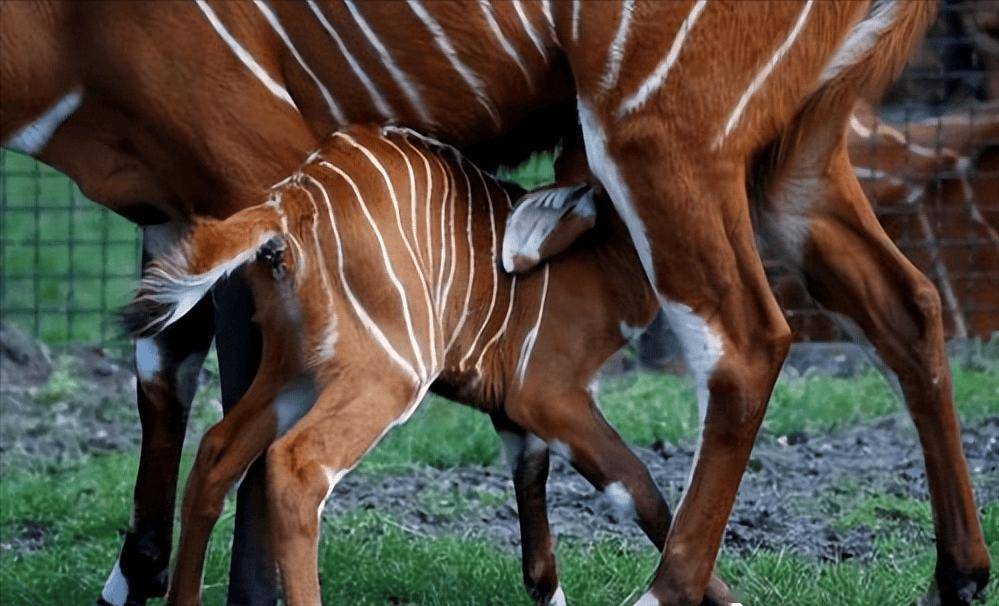 肯尼亚发现的"食火兽",全球仅剩不足100只!对烧焦木炭情有独钟