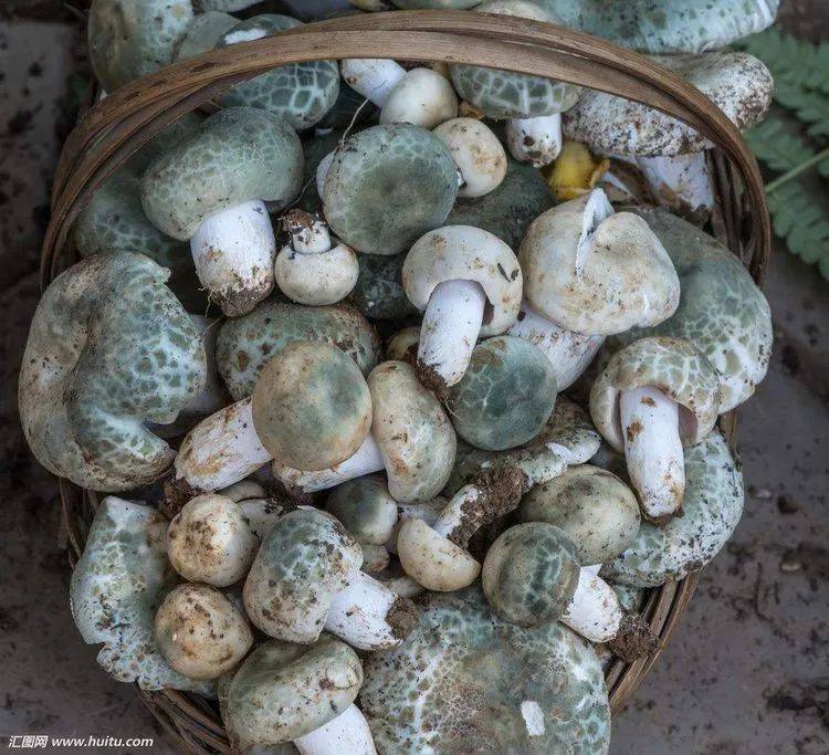 贵州常见的食用野生菌和致命毒蘑菇