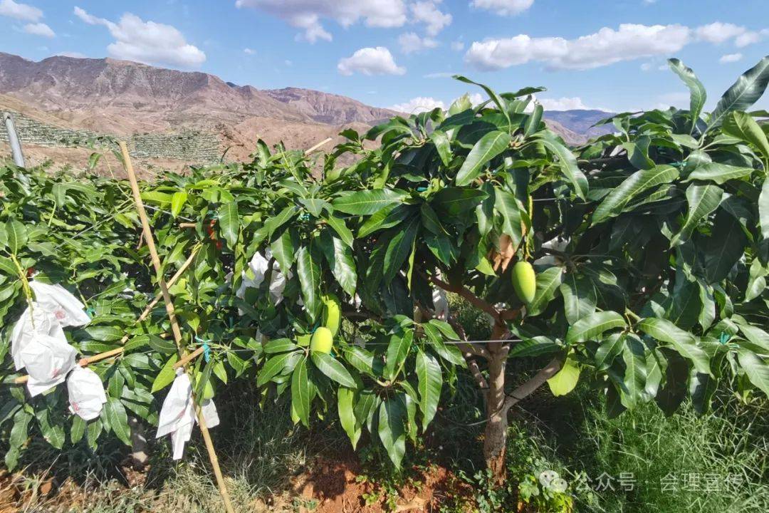 省农业农村厅对攀西晚熟特色芒果产业集群会理2023年项目建设工作进行