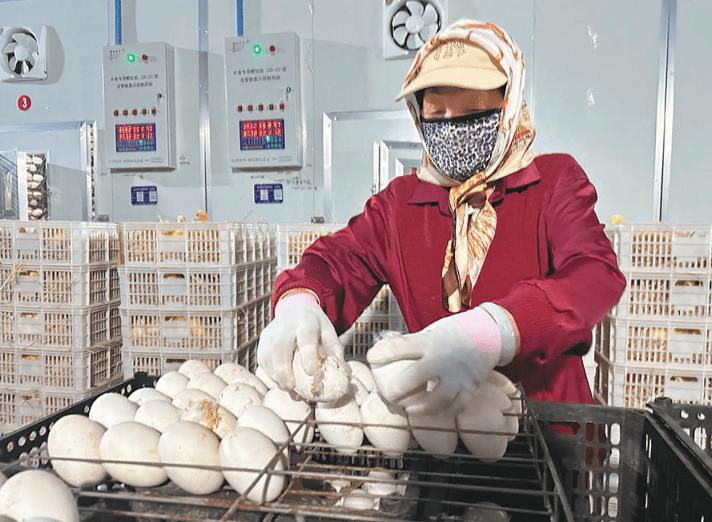 东北大鹅孵金蛋 南国"鹅司令"扩产