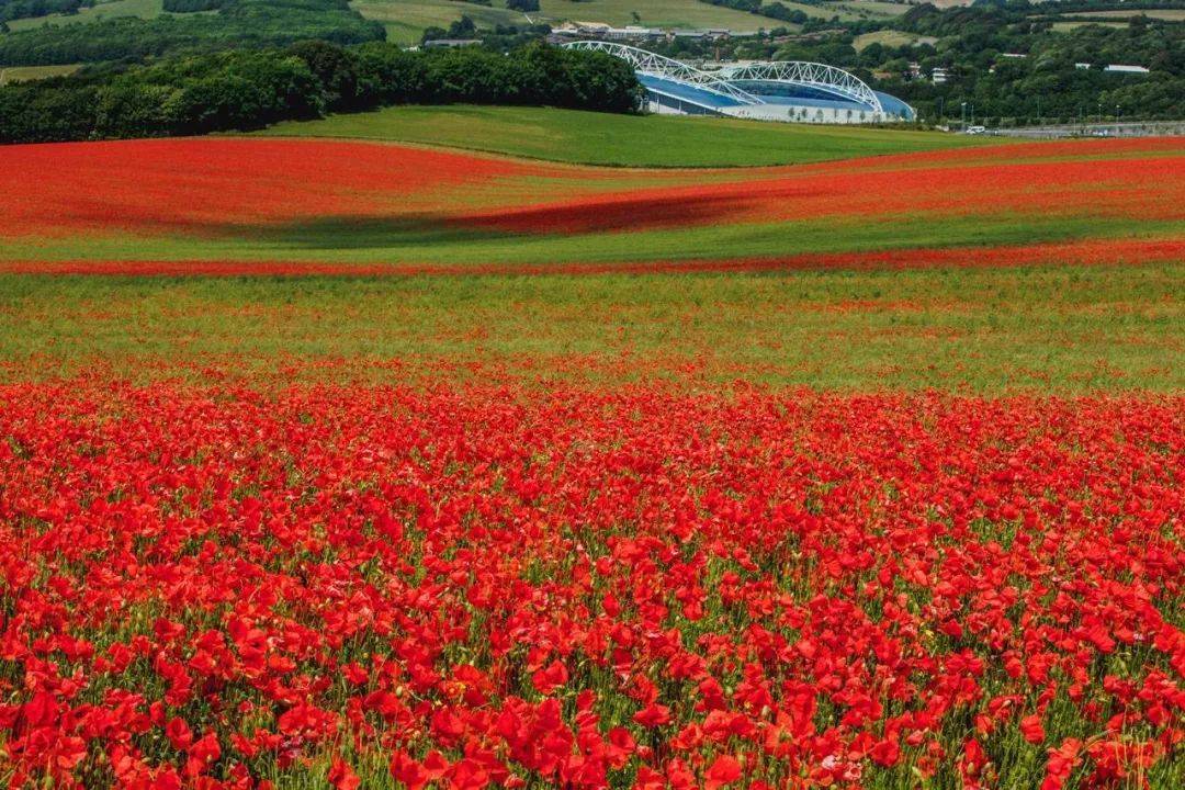 文章转载|比薰衣草田还火!英国夏日的虞美人花海,更不容错过.