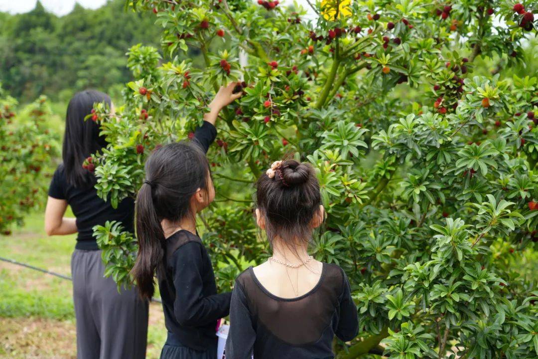 百利镇170余亩杨梅开摘!共享夏日"梅"好时光