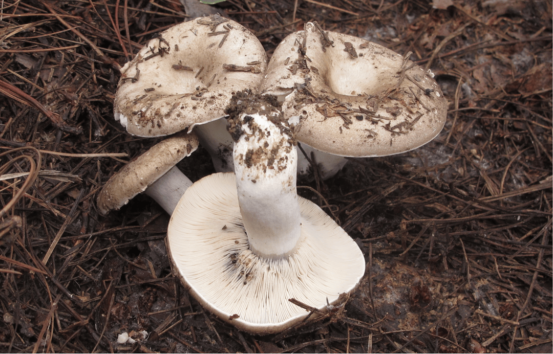 贵州有毒蘑菇科普系列 | 亚稀褶红菇