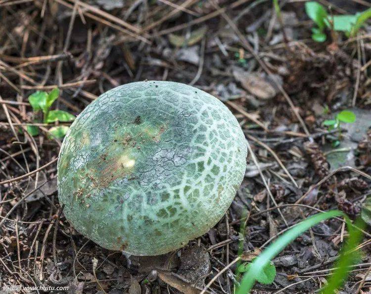 贵州常见的食用野生菌和致命毒蘑菇