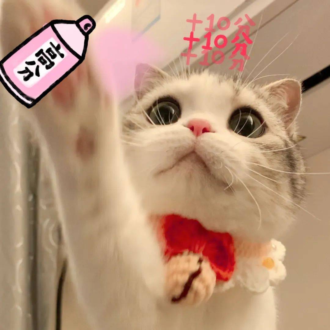 泡芙猫表情包 高考加油高分喷雾biubiu