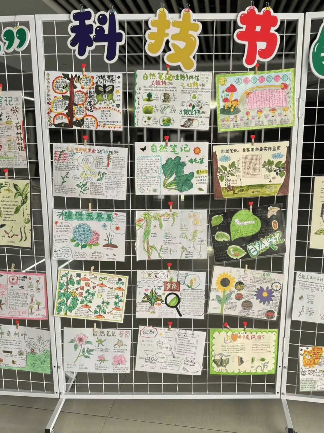 发现自然之美 探索科学奥秘——金陵小学第二届苹果树