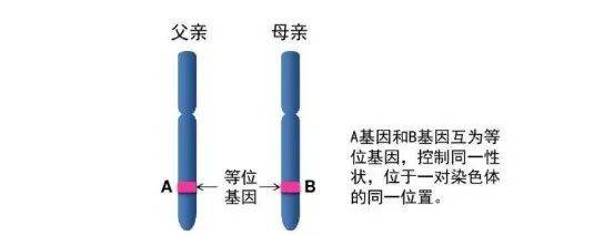 单基因病通常分为常染色体显性遗传病,常染色体隐性遗传病,x连锁显性