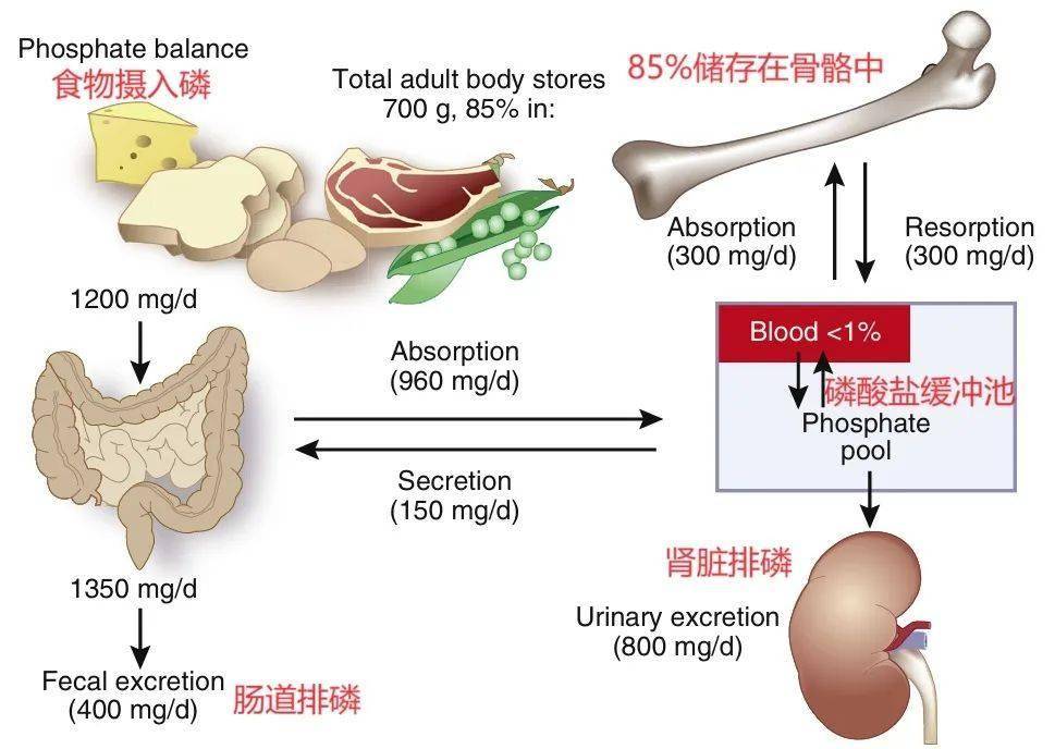 排磷食物图片