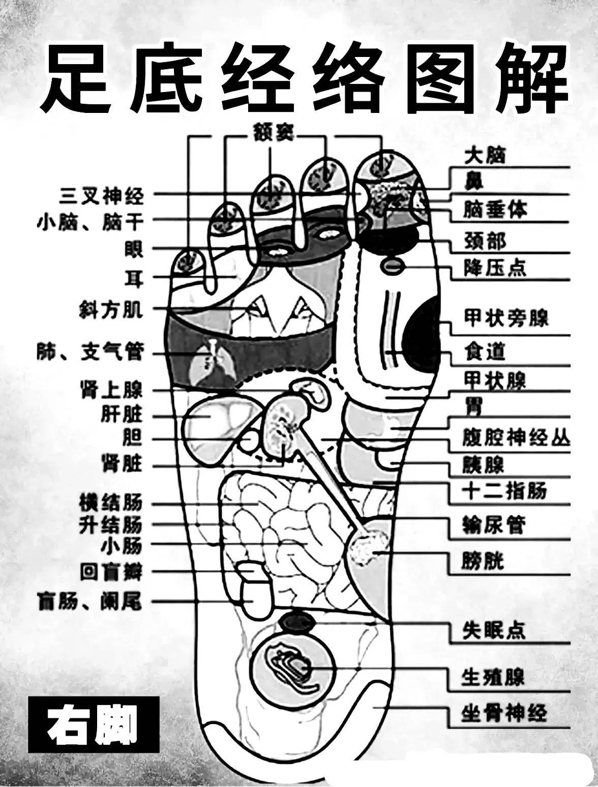 足上六条经络图图片