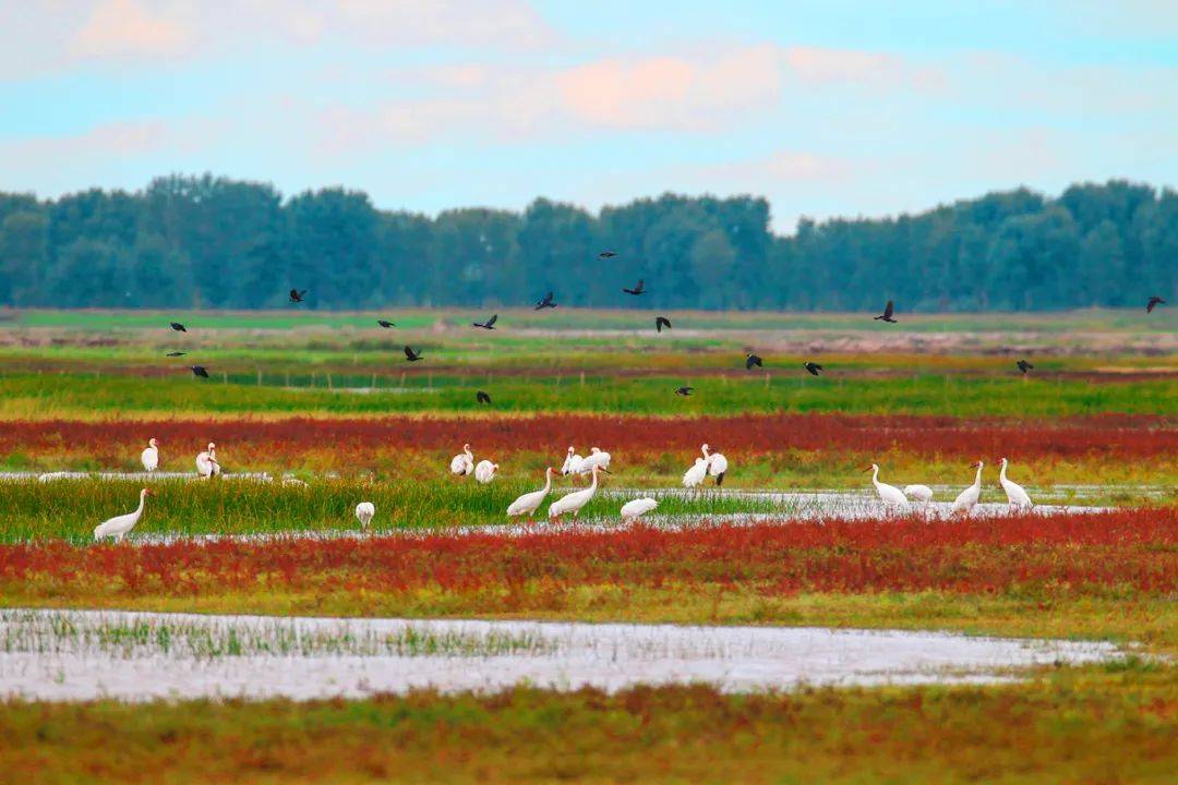 吉林省最大的湿地保留地,是鸟类天堂,白鹤的故乡