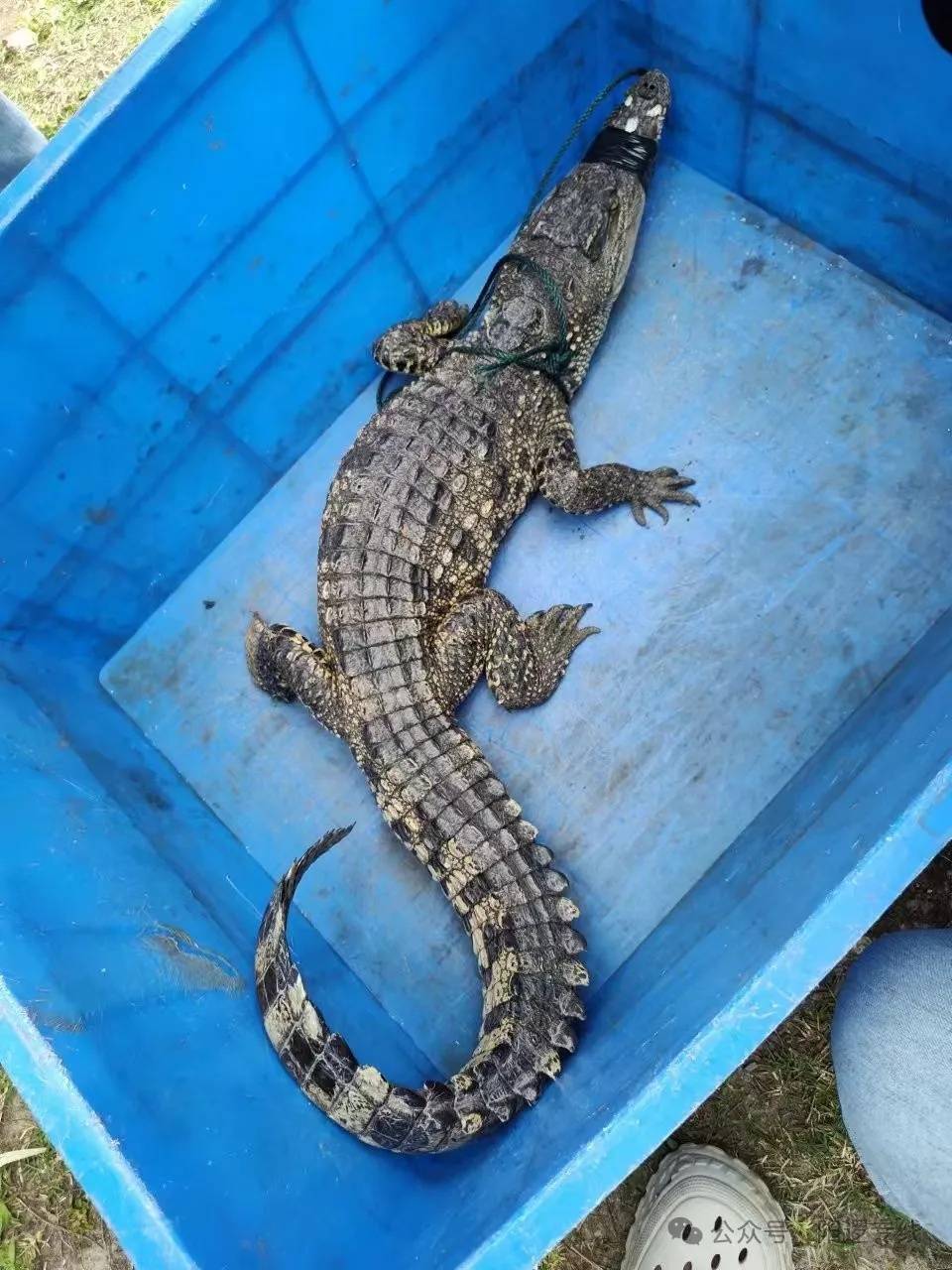 突发!武汉江边发现鳄鱼