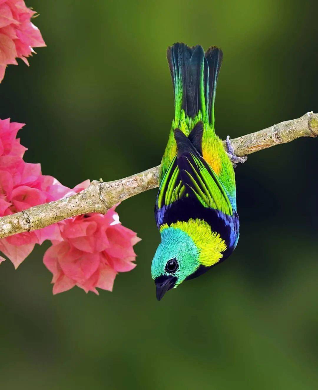 世界上最漂亮的鸟排名图片