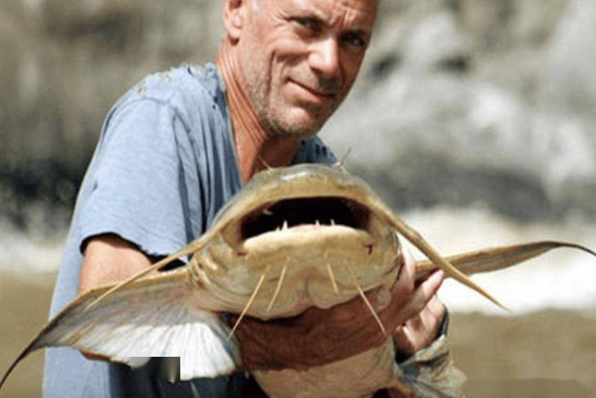 长一对"牛角"的吃人水怪,在印度长到200多斤,在中国成保护鱼