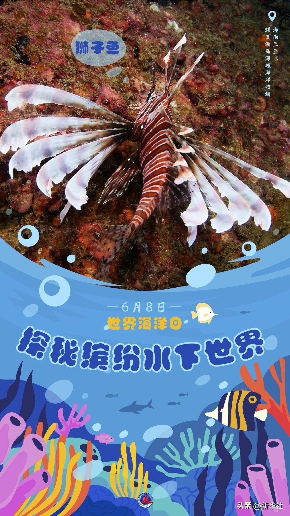 一组海报,带你探秘缤纷水下世界