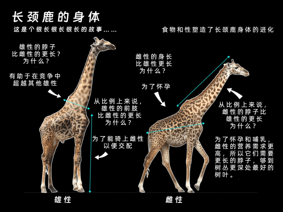 长颈鹿的祖先进化图图片