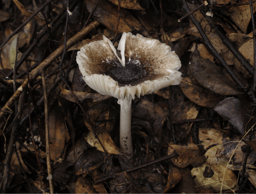 贺州已有一家5口中毒!