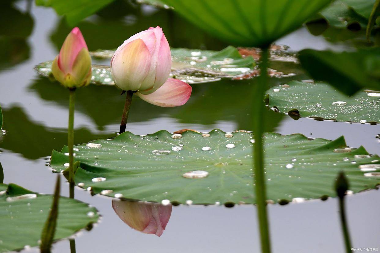 林逋朱淑真范成大高駢陸游詩歌意境_初夏宋詩賞析_形容初夏的詩句