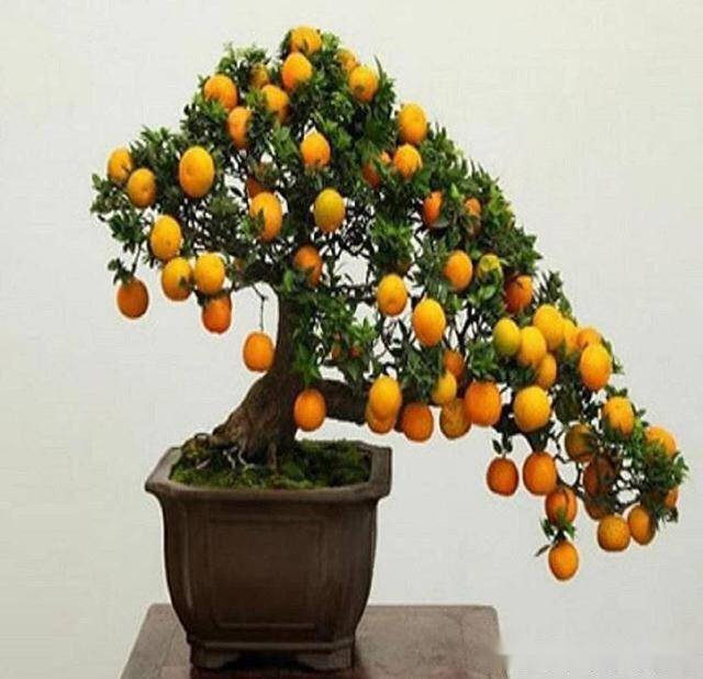 盆栽金桔怎么养?3点"小技巧",一棵结200个果,吉祥漂亮又好吃