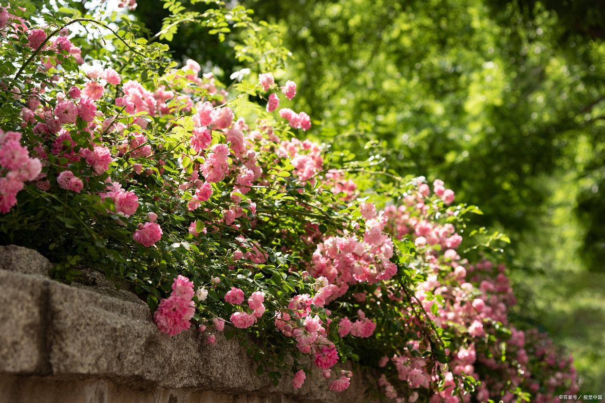 初夏宋詩賞析_形容初夏的詩句_林逋朱淑真范成大高駢陸游詩歌意境