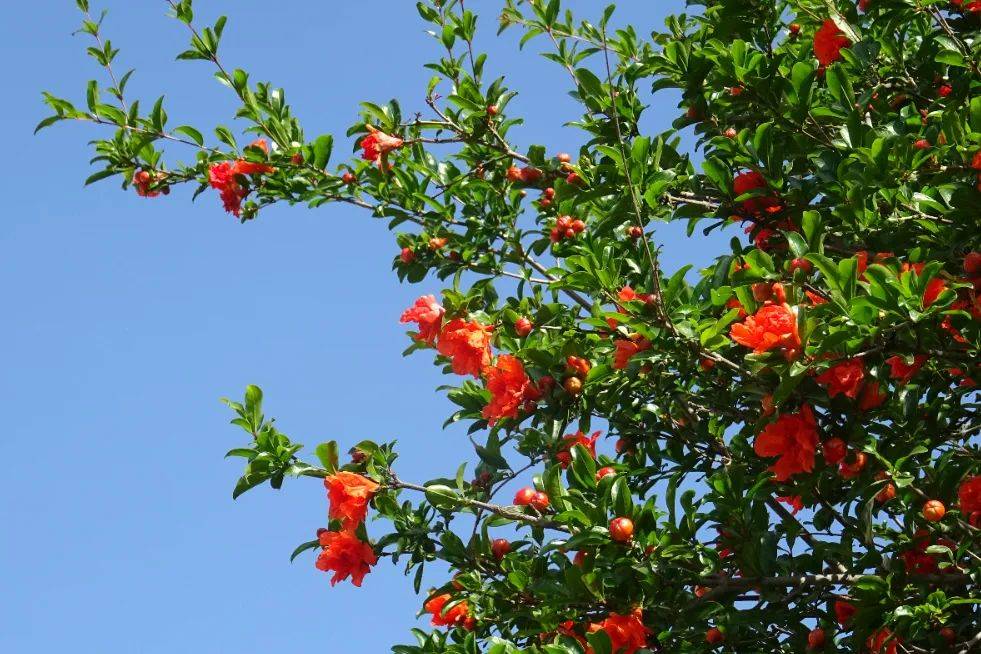 一般绚烂能看到一片盛开的石榴花漫步在墨玉北路(恒飞路-外青松公路)