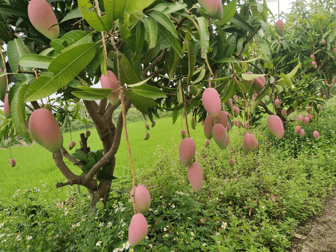 看气象如何赋能百色芒果丰收_田东县_种植_广西