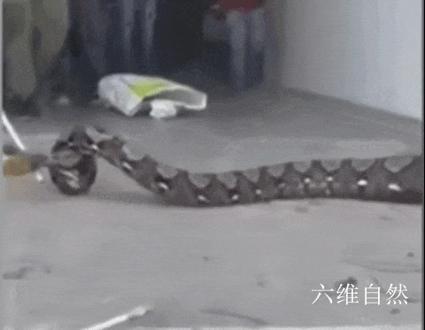 印尼再出现蟒蛇食人悲剧，一位妇女遭5米巨蟒吞噬，多长的蟒蛇具备吞人能力？
