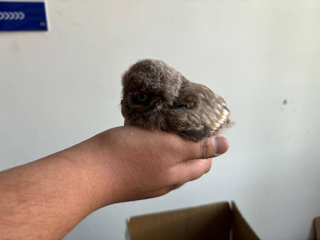 猛禽幼鸟意外"落单",青岛警民积极救助