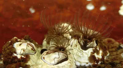 了解了藤壶后,似乎这种"寄人篱下"的藤壶确实很像寄生虫啊!