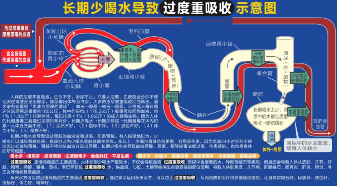 人体水液代谢全过程图图片