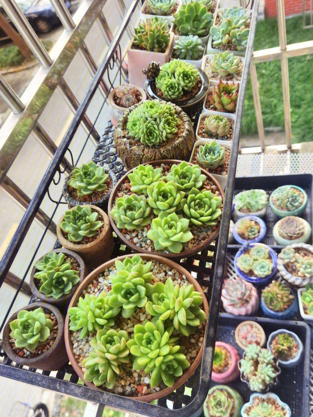 天气热,多肉怎么养?做好3步,再热也不怕,枝叶肥壮,越长越美