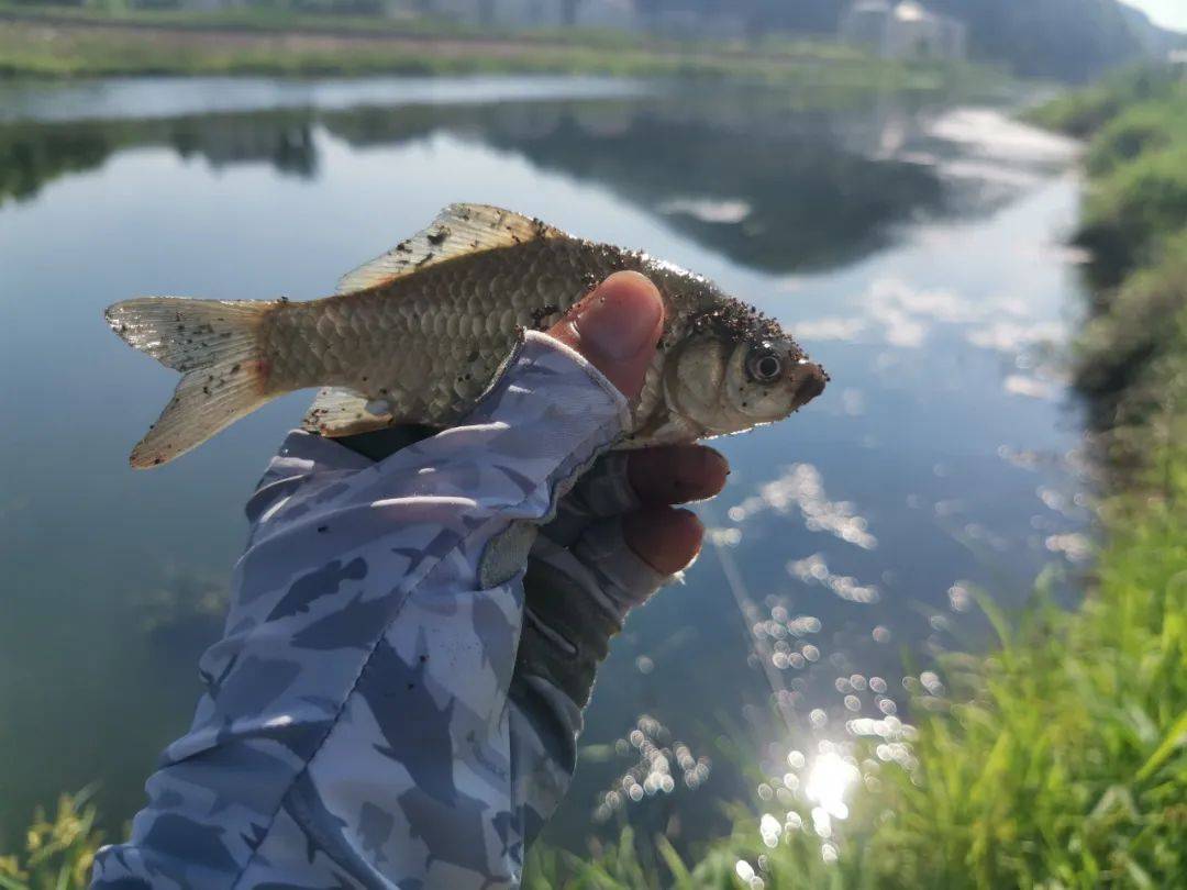 野钓鲫鱼,子线多长比较好?这3种尺寸足以应对大部分鱼情.